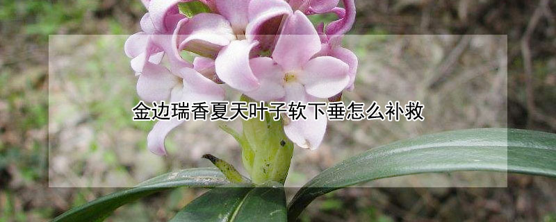 金边瑞香夏天叶子软下垂怎么补救 金边瑞香叶子下垂卷缩怎么补救
