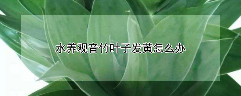 水养观音竹叶子发黄怎么办 水养观音竹叶子发黄怎么办?