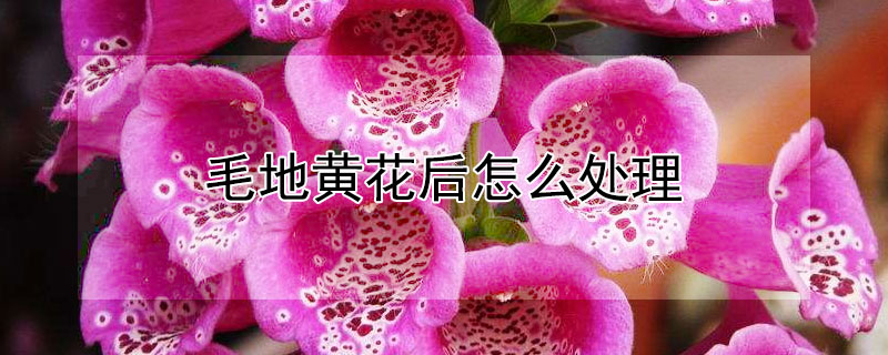 毛地黄花后怎么处理（毛地黄第二年还能开吗）