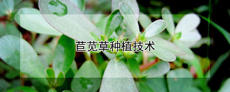 苣苋草种植技术（苣苋草效益分析）