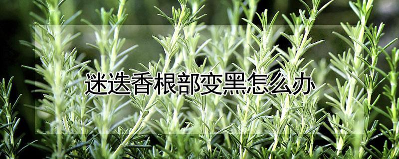 迷迭香根部变黑怎么办（迷迭香根茎变黑）