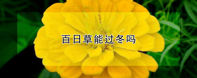 百日草能过冬吗 百日草能不能过冬