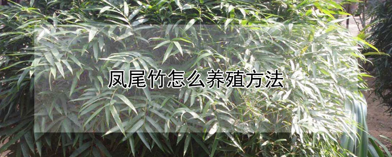 凤尾竹怎么养殖方法（凤尾竹放客厅大忌）
