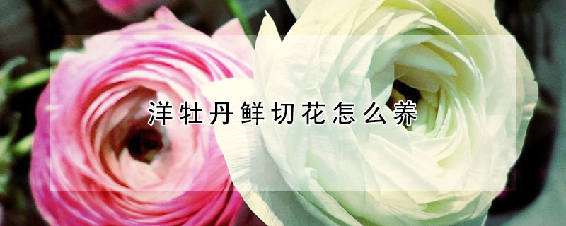 洋牡丹鲜切花怎么养（蝴蝶洋牡丹鲜切花怎么养）