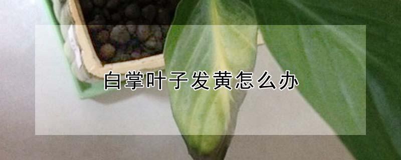白掌叶子发黄怎么办（白掌叶子发黄怎么办?怎么养好白掌?）