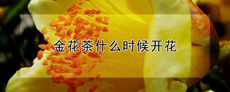 金花茶什么时候开花 金花茶什么时候开花什么时候结果