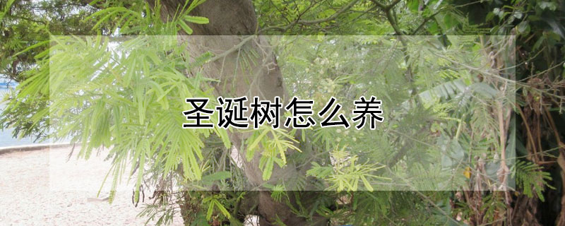 圣诞树怎么养（圣诞树怎么养活）
