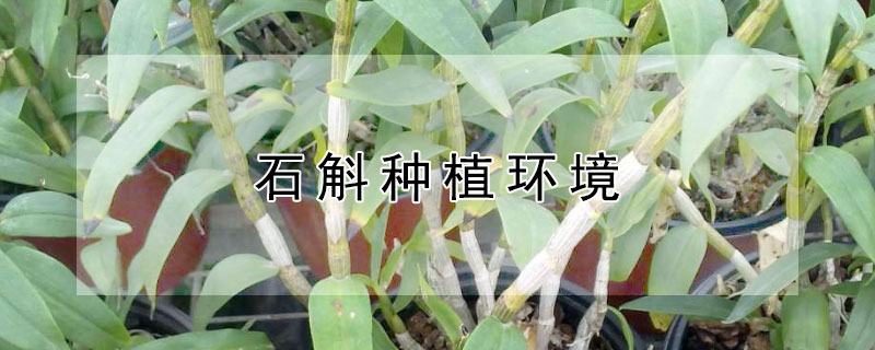 石斛种植环境 为什么家里不能种石斛