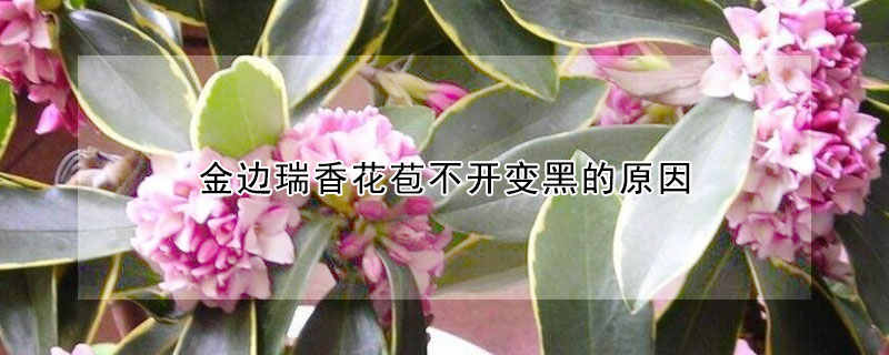金边瑞香花苞不开变黑的原因（金边瑞香花苞发白不开）