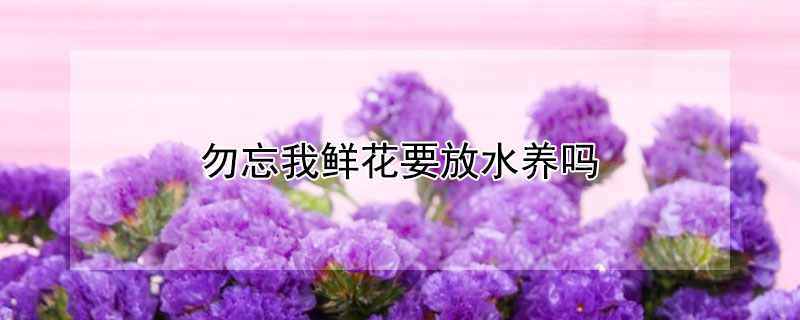 勿忘我鲜花要放水养吗 勿忘我鲜花可以直接泡水喝吗