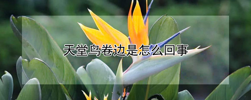 天堂鸟卷边是怎么回事 天堂鸟卷边还能救活吗