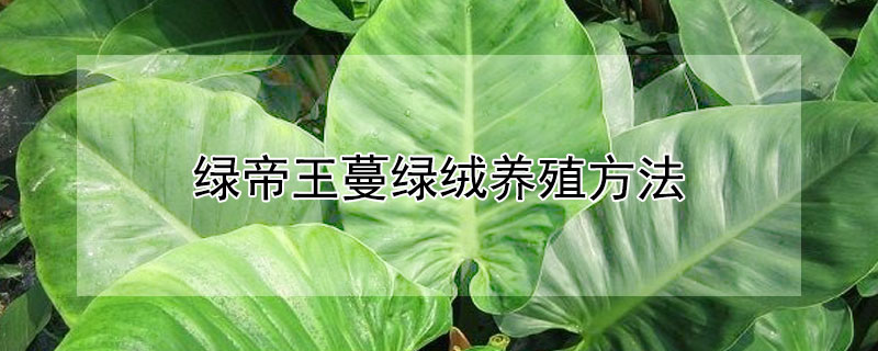 绿帝王蔓绿绒养殖方法（绿帝王蔓绿绒养殖方法图解）