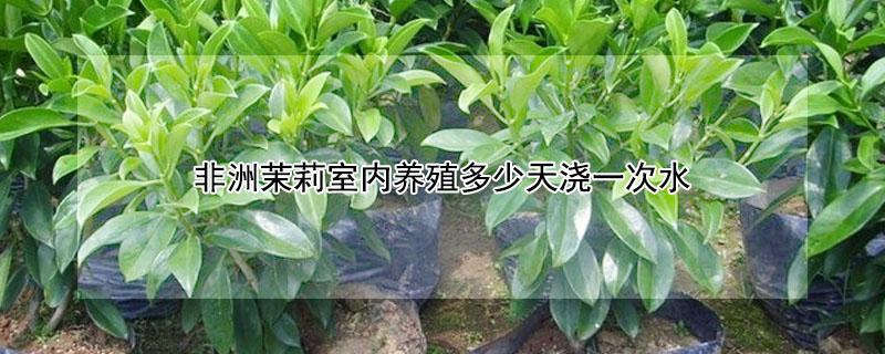 非洲茉莉室内养殖多少天浇一次水（非洲茉莉盆栽多长时间浇一次水）