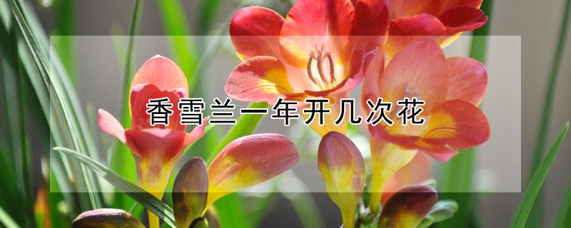 香雪兰一年开几次花（香雪兰一年开几次花喜欢阳光吗）