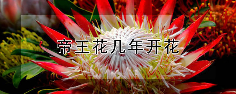 帝王花几年开花 帝王花几年开花一次
