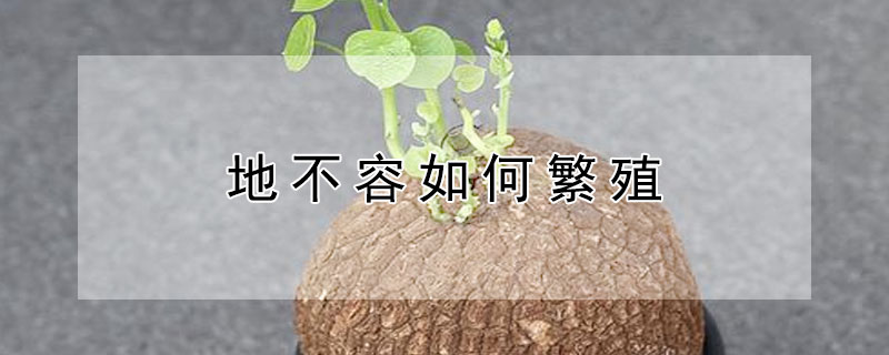 地不容如何繁殖 地不容怎么养