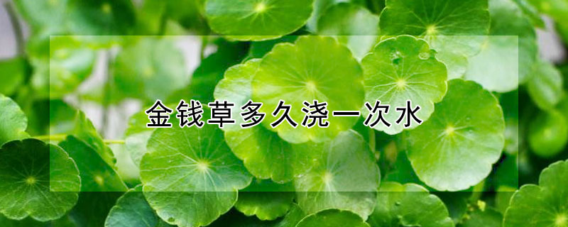 金钱草多久浇一次水（金钱草一天浇几次水）
