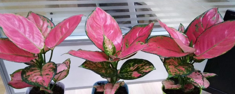 花卉吉利红养殖方法（花卉吉利红养殖方法图解）