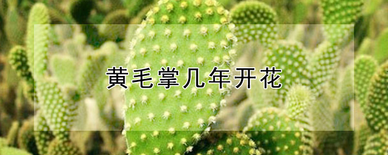 黄毛掌几年开花 十大名贵仙人掌