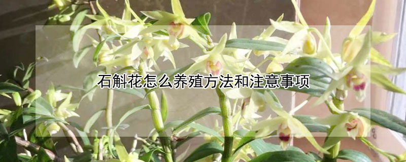 石斛花怎么养殖方法和注意事项（石斛多少天浇一次水）