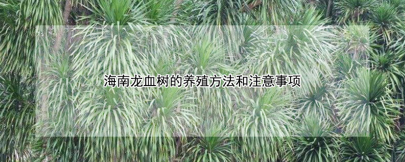 海南龙血树的养殖方法和注意事项 龙血树的养殖方法和注意事项