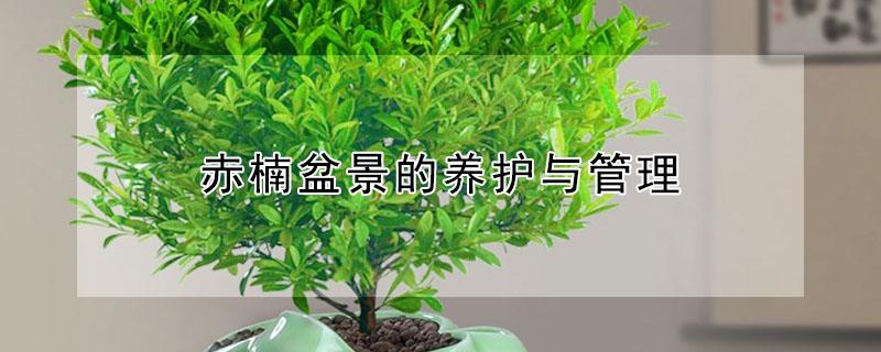 赤楠盆景的养护与管理（赤楠盆景养护要点及造型注意事项）