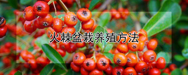 火棘盆栽养殖方法（火棘盆栽怎么培养）