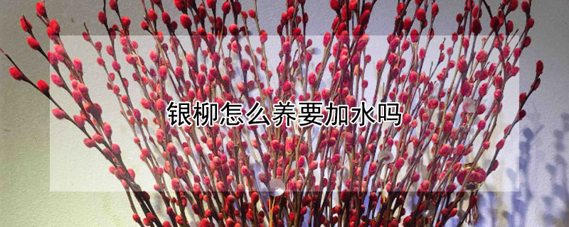 银柳怎么养要加水吗（银柳怎么养）