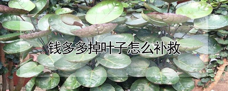 钱多多掉叶子怎么补救（钱多多叶子发黄并掉叶什么原因）