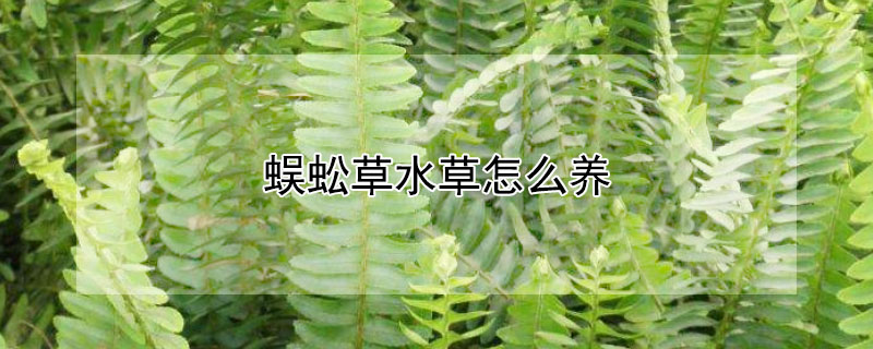 蜈蚣草水草怎么养（蜈蚣草水草怎么养才不烂）
