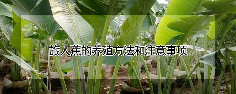 旅人蕉的养殖方法和注意事项 天堂鸟和旅人蕉哪个好看