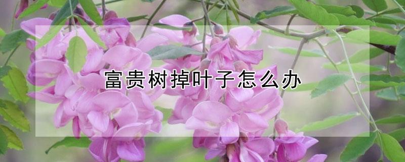 富贵树掉叶子怎么办（富贵树掉叶子怎么办叶子发黄怎么办）