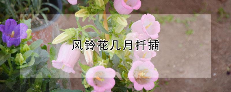 风铃花几月扦插 风铃花几月扦插好