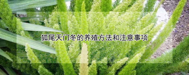 狐尾天门冬的养殖方法和注意事项（狐尾天门冬的养殖方法和注意事项右眼）