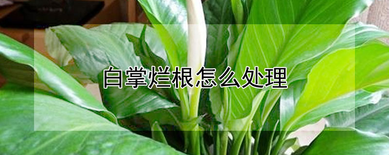 白掌烂根怎么处理 白掌叶子下垂变软怎么补救