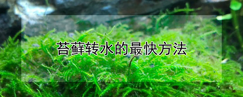 苔藓转水的最快方法 苔藓怎么转水?