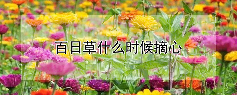 百日草什么时候摘心（百日草什么时候可以种）