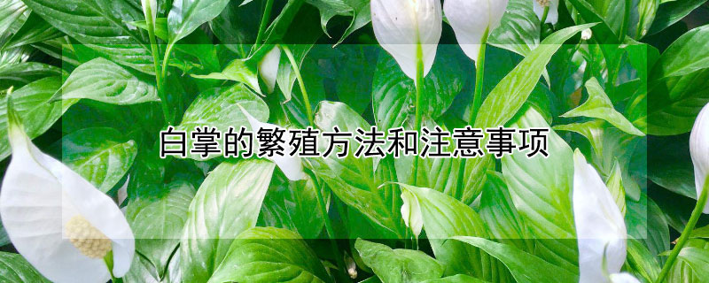 白掌的繁殖方法和注意事项 白掌的繁殖方法和注意事项有哪些