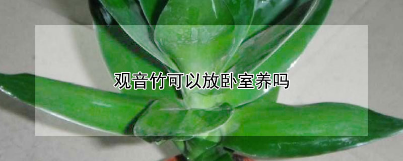 观音竹可以放卧室养吗（观音竹为什么要三支）