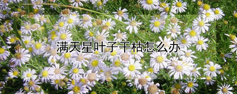 满天星叶子干枯怎么办（满天星叶子都干了怎么办）