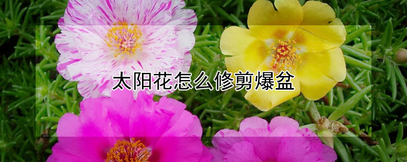 太阳花怎么修剪爆盆 太阳花长得太长需修剪图解