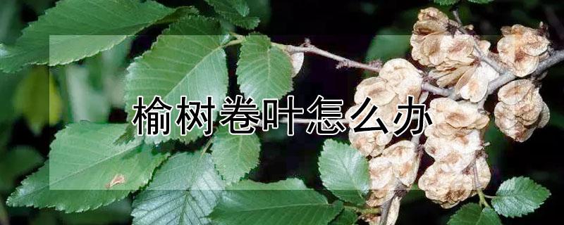榆树卷叶怎么办 榆树卷叶是什么原因