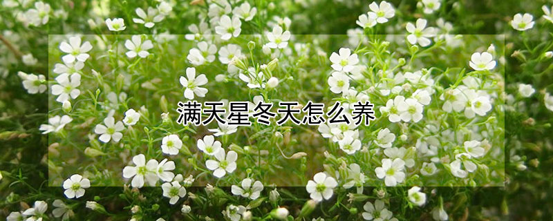 满天星冬天怎么养 满天星冬天怎么养活