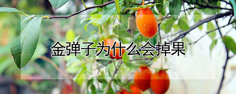 金弹子为什么会掉果（金弹子为什么掉果子）