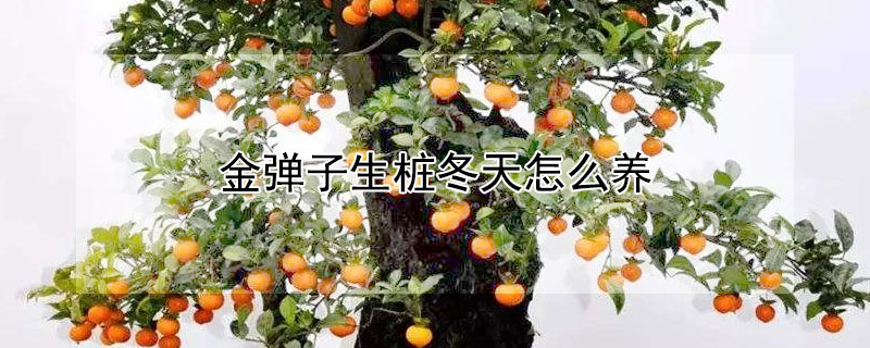 金弹子生桩冬天怎么养（金弹子生桩冬天怎么养活）