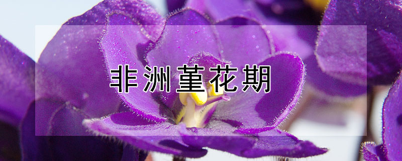 非洲堇花期（非洲堇花期长吗）