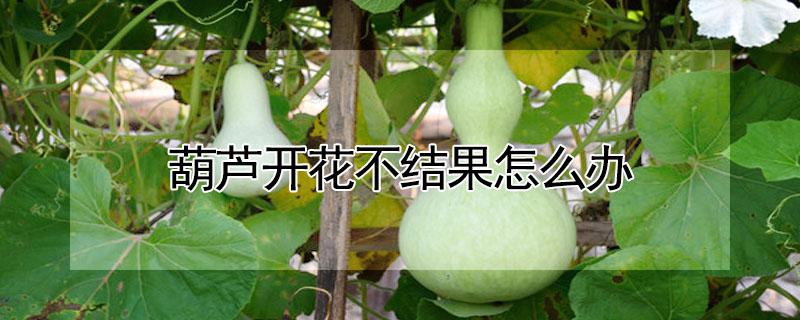 葫芦开花不结果怎么办 葫芦开花不结果怎么办视频