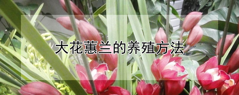 大花蕙兰的养殖方法 大花蕙兰的养殖方法和注意事项 盆栽