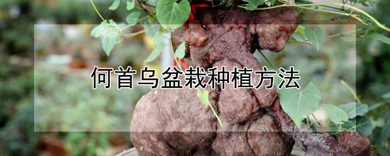 何首乌盆栽种植方法 何首乌盆栽怎么种植