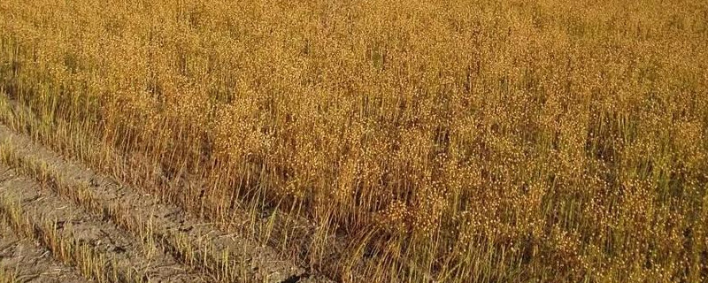 亚麻怎么种植 亚麻怎么种植管理